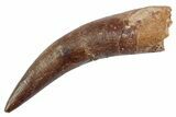 Fossil Plesiosaur (Zarafasaura) Tooth - Morocco #370243-1